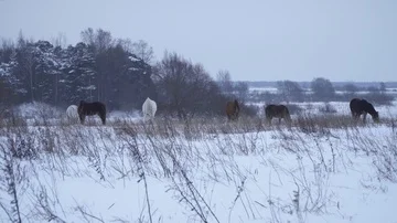 Horses walk in the field in winter Stock Footage 85860428