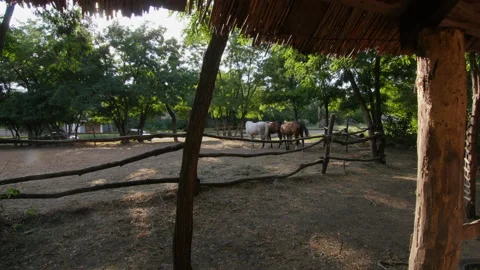 Horses walk in a paddock 4K Stock-Footage 172323058