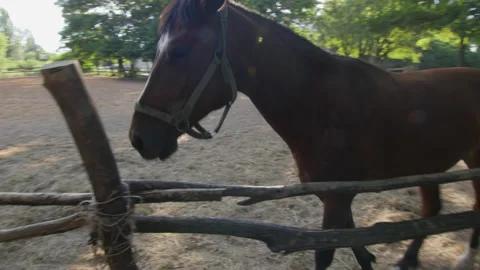 Horses walk in a paddock 4K Stock-Footage 172323130