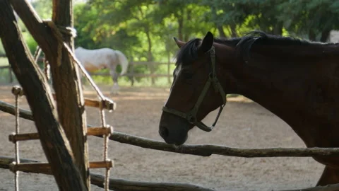 Horses walk in a paddock 4K Stock-Footage 172323412