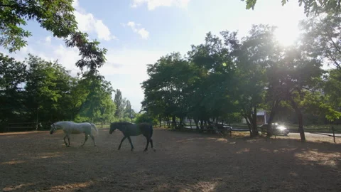 Horses walk in a paddock 4K Stock-Footage 172323419