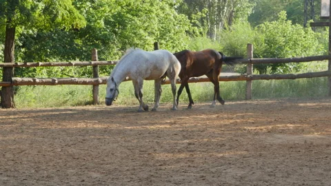 Horses walk in a paddock 4K Stock-Footage 172324706