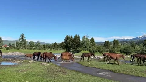 Horses Walk Through Stream in Lush Grassland with Snow-Capped Mountains Xinj Vidéo 337443022