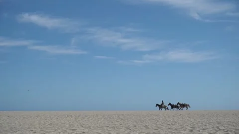 Horses walking across sandy beach beneath wide blue sky at Cabo San Lucas Mexico Stock Footage 343969170