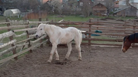Horses walking and running behind the fence Stock Footage 128977268