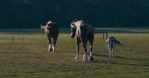 Horses walking away Stock-Footage 80440077