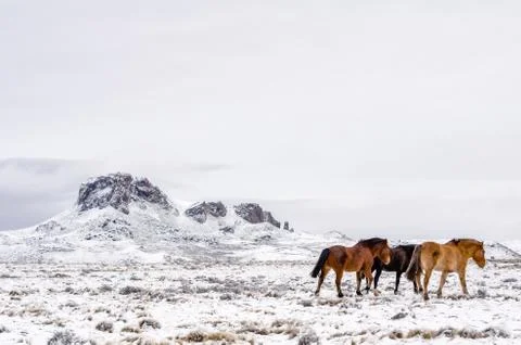 Horses walking away to the right on a snowy field Stock Photos