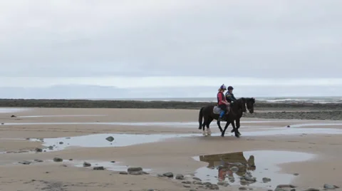Horses Walking On Beach Stock Footage 37348453