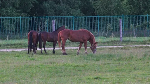 Horses walking on the farm Stock Footage 87249211