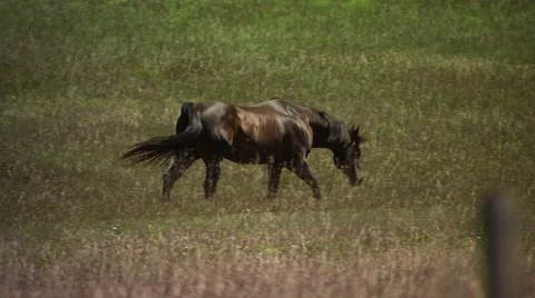 Horses walking on field Stock Footage 55570738