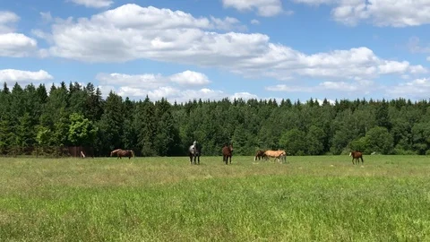 Horses walking on the field with a forest at the background Stock Footage 90004544