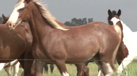 Horses Walking Stock Footage 36279944