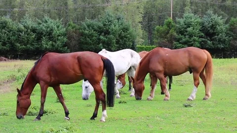 Horses Walking Stock Footage 72542637