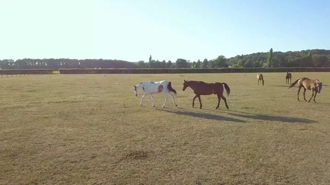 Horses walking Stock Footage 126594825
