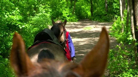 Horses walking in the forest during the summer closeup Stock Footage 75861820