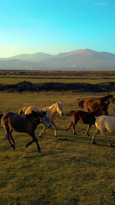 Horses Walking Free Paddock Horses Are Free Vertical Video Stock Footage 334883191