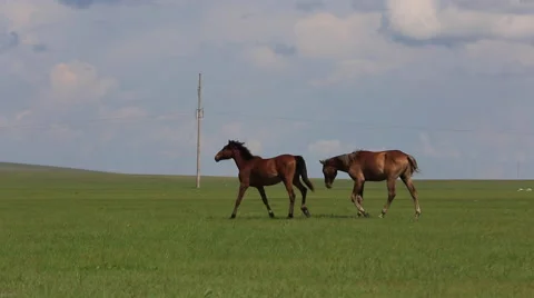 Horses walking on the grasslands Stock Footage 40490356