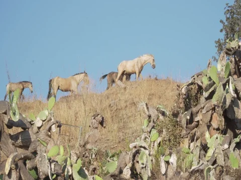 Horses walking on the hills of Spain Stock Footage 80973165