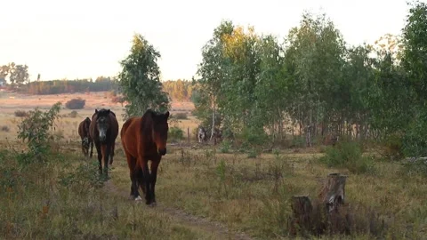 Horses walking in a line toward camera to come in to paddock Stock Footage 154740667