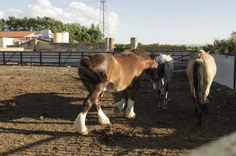 Horses walking Stock Photos