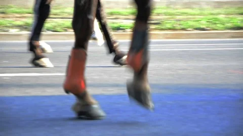 Horses Walking on the Road Stock Footage 99399394