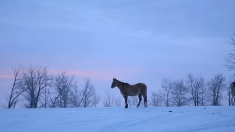 Horses walking in snow on a cold winter day Stock Footage 83864148