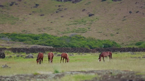 Horses walking on the stunning landskape, Easter Island Stock Footage 64872124