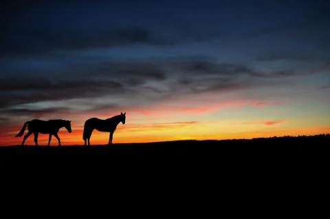 Horses walking in the sunset Stock Illustration