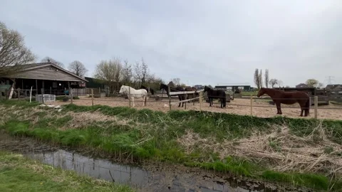 Horses Walking Through Green Dutch Countryside Fields in Spring Stock-Footage 334137571
