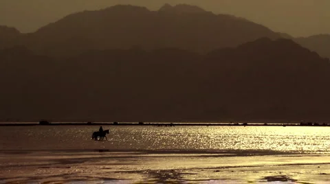 Horses walking on water  Stock Footage 1216366