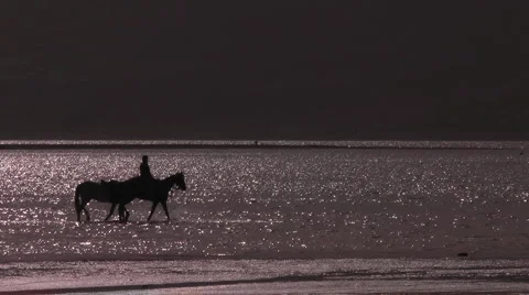 Horses walking on water general plan Stock Footage 2104025