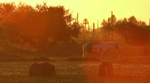 Horses in water Stock Footage 7749202