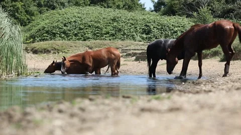 Horses in water Video stock 203365645