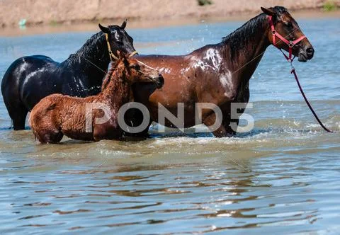 Horses in water Stock Photos