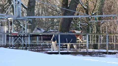 Horses wearing blankets walking on an exerciser in winter Stock Footage 337291507