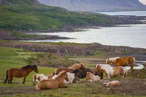 Horses in Westfyords Iceland Stock Photos