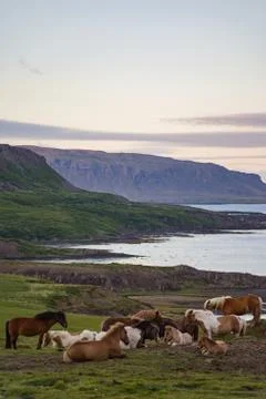 Horses in Westfyords Iceland Stock Photos