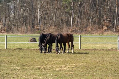 Horses while grazing in the grass field on a sunny day in spring Stock Photos
