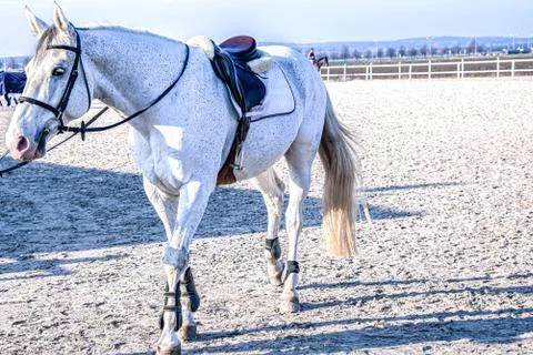 Horses white Stock Photos