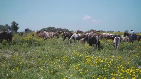 Horses in the wild countryside. Low angle super slow-motion shot. Free wild Stock Footage 158011853