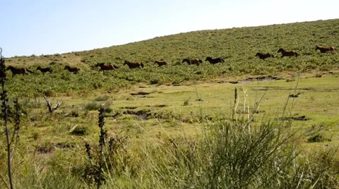 Horses in the wild. Vídeo Stock 48934786