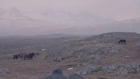 Horses in the wild Stock Footage 84891075