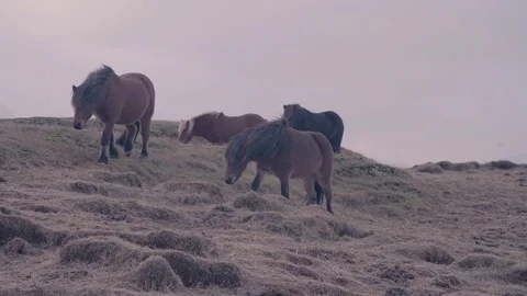 Horses in the wild Stock Footage 84949500
