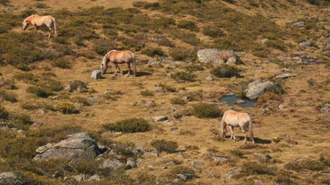 Horses in the wild Stock Footage 141124022