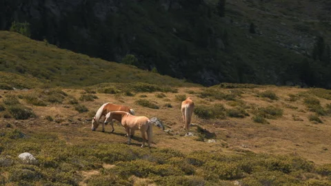 Horses in the wild Stock Footage 141124211