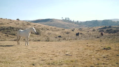 Horses in the wild in Peru Stock Footage 162908122