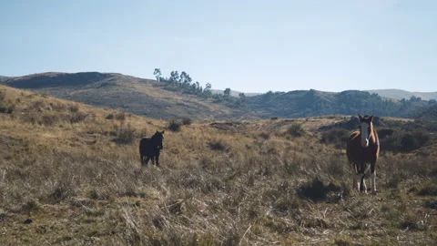 Horses in the wild in Peru Stock Footage 162908258