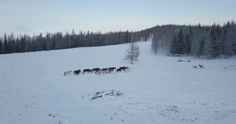Horses winter 0002r Stock Footage