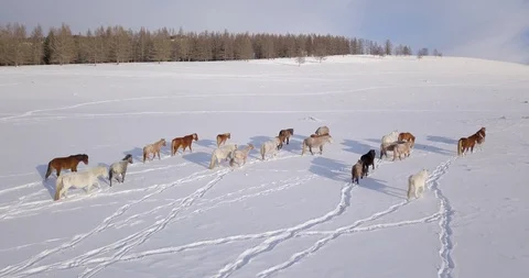 Horses winter 0009r Vídeos de archivo 127591332