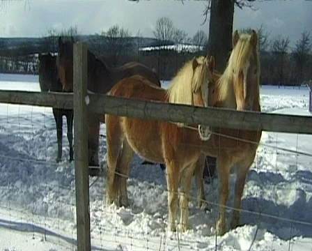 Horses in winter Stock Footage